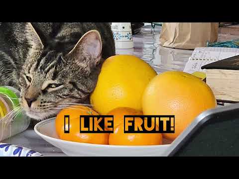 Cats Don't Like Fruit!