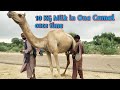 a camel give 10 Kilo grams Milk  once time