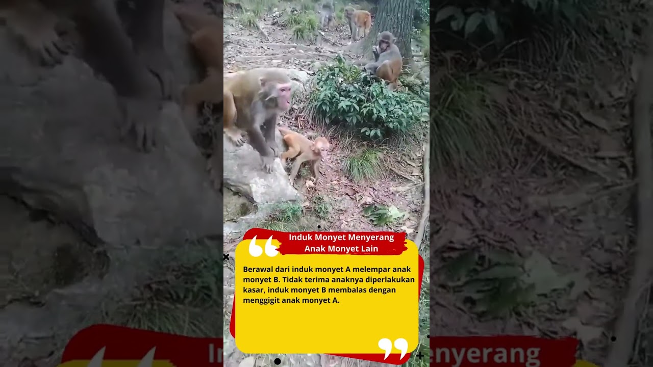 Induk Monyet Menyerang Anak Monyet Lain 