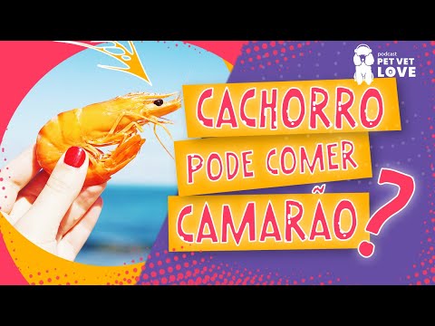 Vídeo: Um cachorro come camarão?