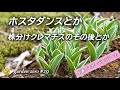 株分けクレマチスのその後とかホスタダンスとか