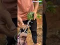 Fruit Tree Branch Bending Skills