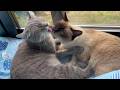 【エンドレス癒やし】お互いが大好きすぎて、ずっとイチャイチャしてる兄妹猫