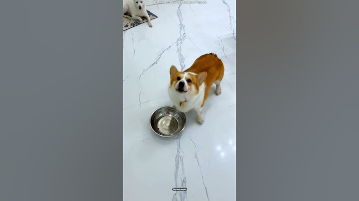Dogy का गुस्सा देख मालिक के उड़े होश! 😱 #shortsvideo