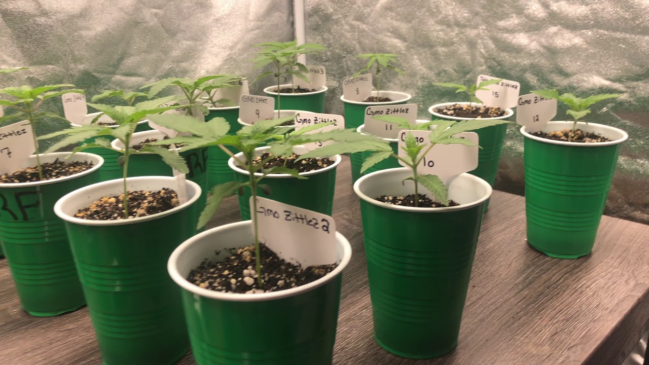 VEG UPDATE(GMO Zittlez/BooBerryCookies)