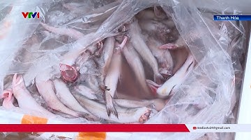 Phát hiện, thu giữ gần 10 tấn cá khoai sử dụng formol để bảo quản | Cụm tin | VTV24