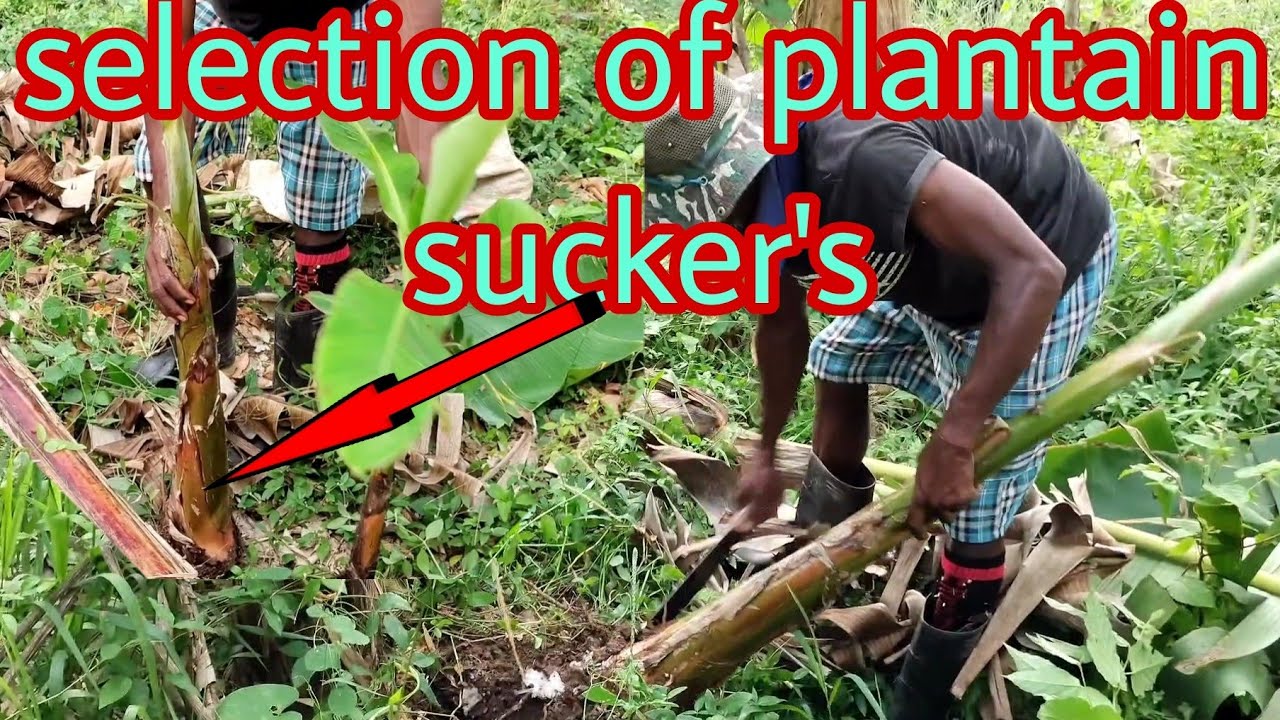 How To Select The Right Sucker For The Farm Youtube 