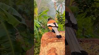 Birds Feeding | Cat TV Shorts | Bird Sounds shorts birds wildlife viral trending