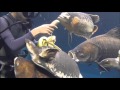 餌のバナナに群がってカオスな状況に!@鳥羽水族館