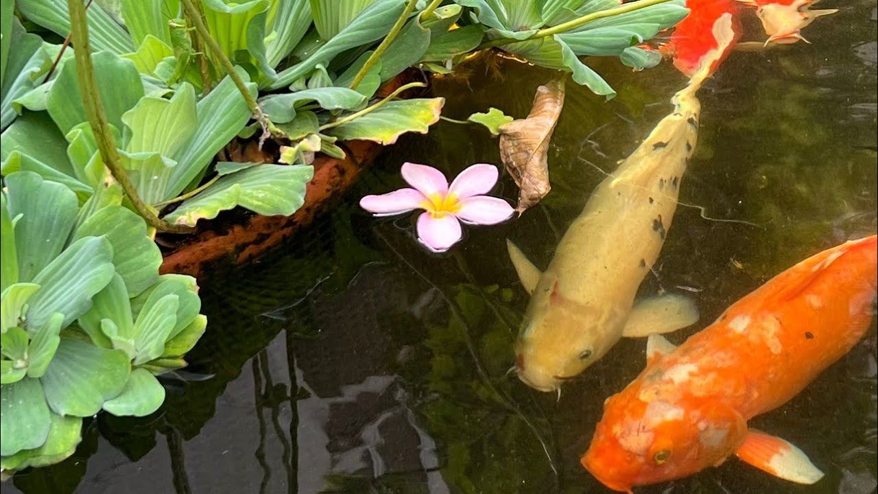 KOI FISH Livestream Day 35 