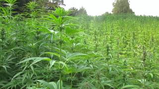 Harvest time at Hemp juicing HQ.