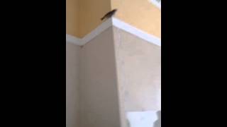 BIRD FLIES INTO WINDOW 😂