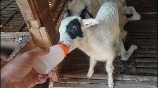 Air Tajin bagus buat cempe / domba kecil. Kambing belajar makan. cara sapih domba agar tidak berisik