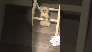 funny cats!