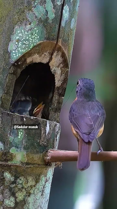 Sarang burung tledekan di bambu