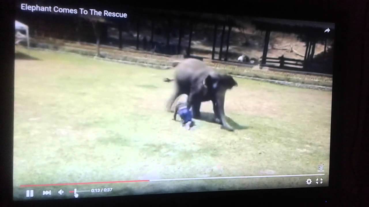 Elephant comes To The Rescue camera iphone 8 plus apk
