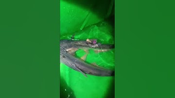 Đơn giản vậy sao hổng chịu làm #cauca #fishing #topgamedoithuonguytin #carpfishing #giaitri