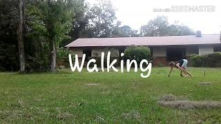 Wolf Running Practice!