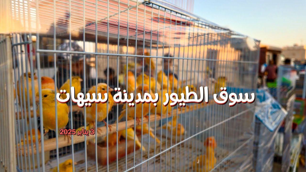 سوق الطيور بمدينة الدمام ومدينة سيهات  Bird market in Dammam and Sihat city