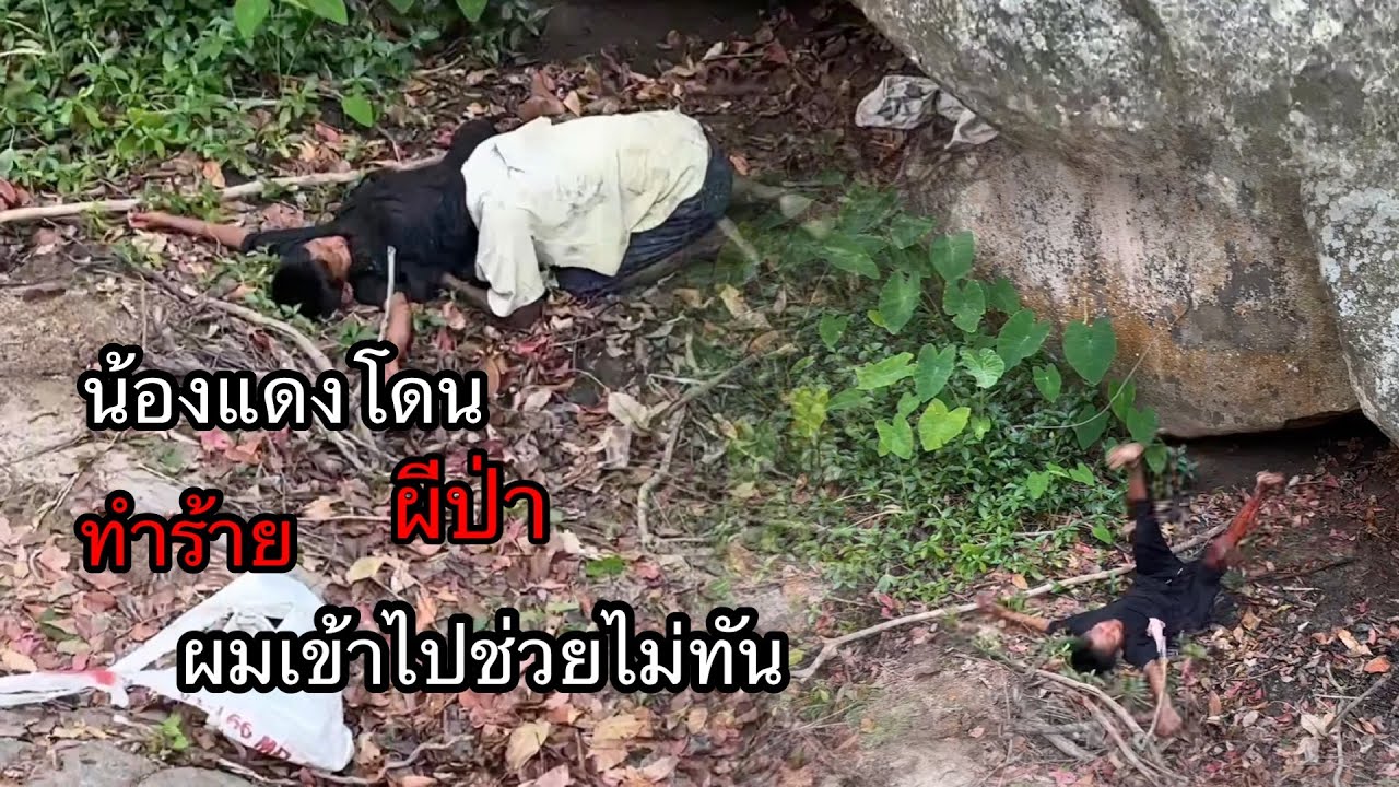 กลับมา”เผาหัวใจผีป่า”น้องแดงโดนทำร้ายสาหัส..ผมเข้าไปช่วยไม่ทัน???