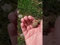 releasing my little friend