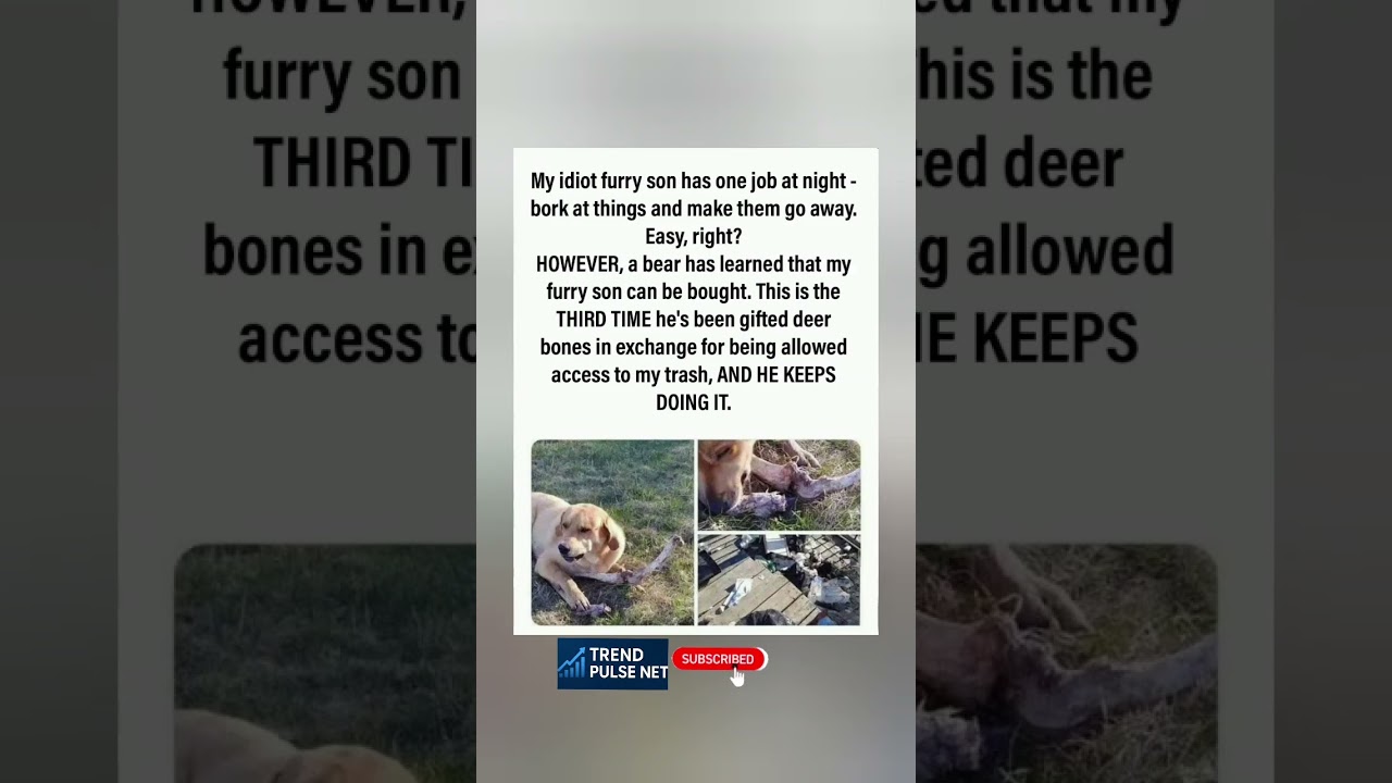 “My Dog Is Taking Bribes From a Bear”