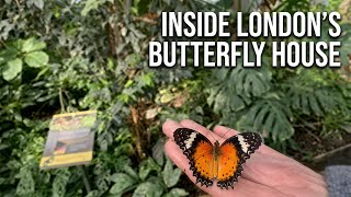 Inside London's Butterfly House at the Horniman Museum