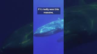 Was This Prehistoric Whale Really Bigger Than A Blue Whale? Content