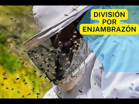 Division de colmenas de ABEJAS por ENJAMBRAZON controlada - YouTube