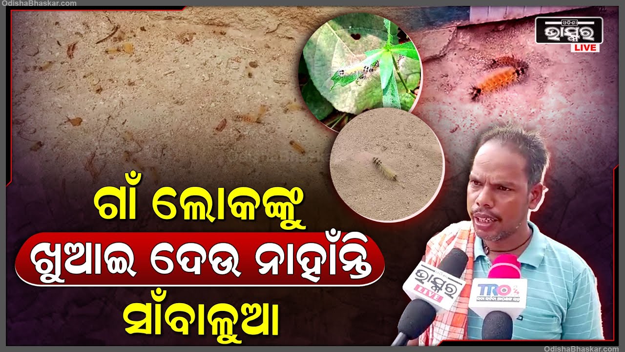 ଗାଁଟା ସାରା ପୋକ ସାଲୁବାଲୁ, ଖାଇବା ଥାଳିରେ ମେଞ୍ଚା ମେଞ୍ଚା ପୋକ, ବେଡରୁମରେ ବି ଶୋଇ ଦେଉ ନାହାଁନ୍ତି ପୋକ