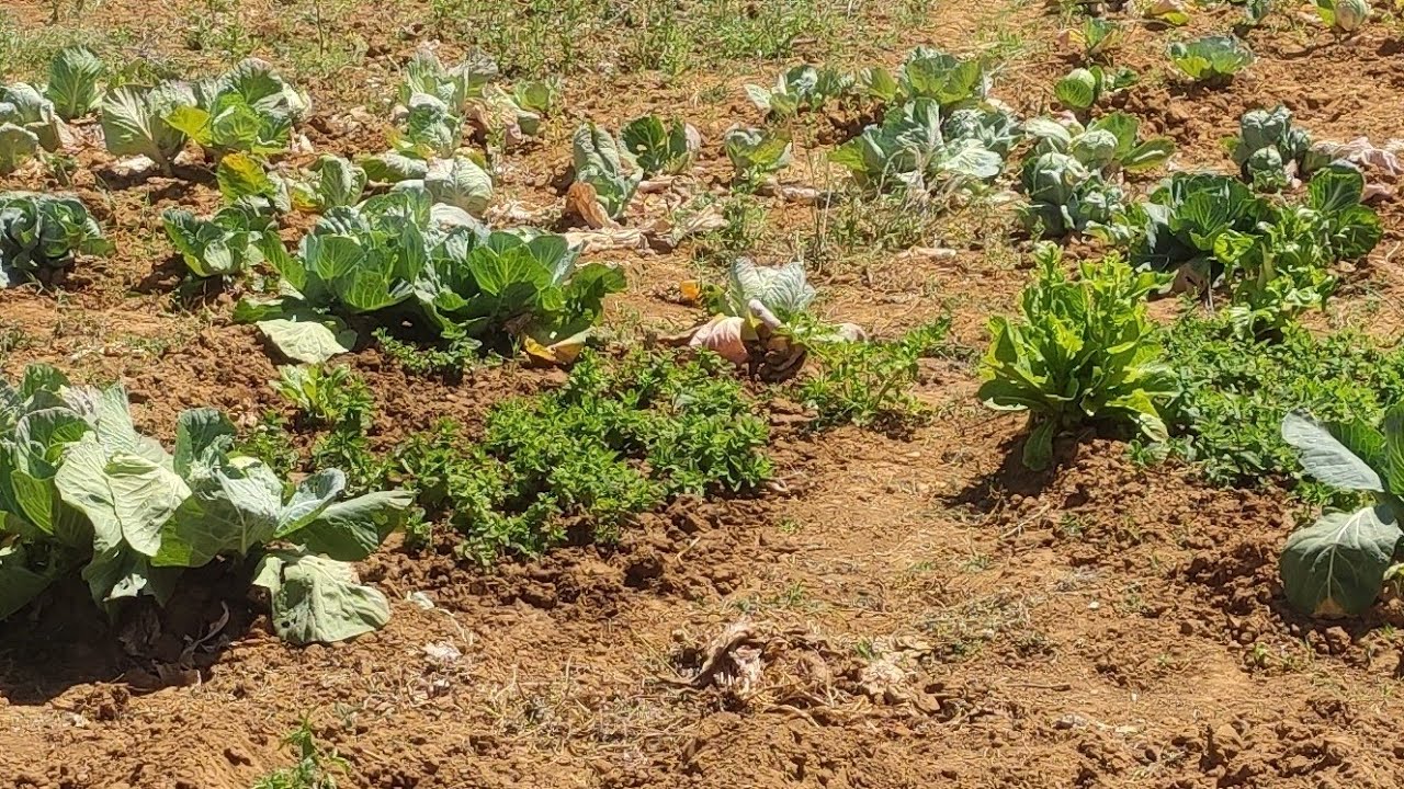 أرض للبيع صالحة لزراعة نواحي أصيلة تمن 50 درهم للمتر وفيها المفاهمة