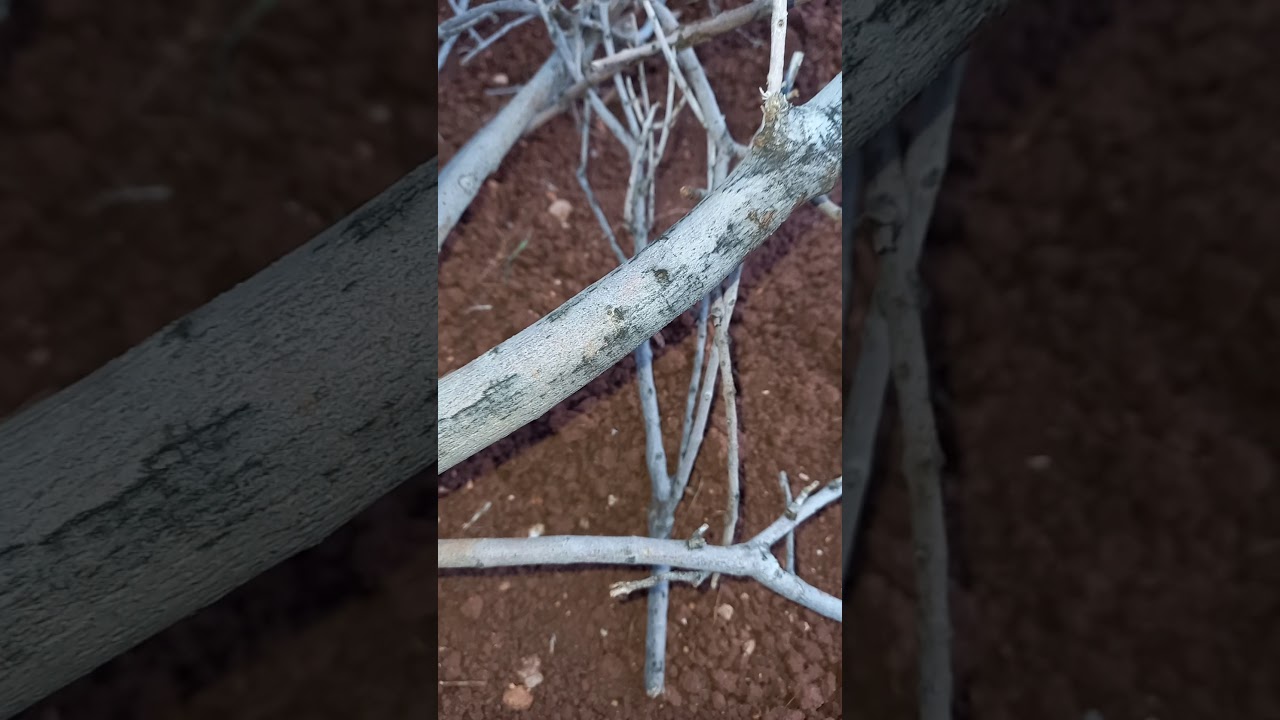 علاج سوس الزيتون وباقي الأشجار (آفة مختلفة تماما عن حفار الساق)