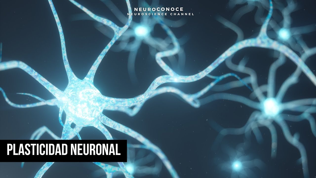Plasticidad neuronal: La CAPACIDAD de las neuronas para MODIFCAR su ESTRUCTURA l Neurotv
