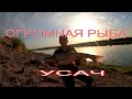 ЛОВЛЯ ОГРОМНОГО УСАЧА ИЗ СЫРДАРИ #Балик ови #рыбалка усач #Супер улов #мой трофей #sirdaryo baliq ov