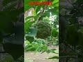 Guys my custard apple tree 🌲 Video pe nai ho to Like 👍 and SUBSCRIBE ❤️ Karo Please 🥺 #plant #shorts
