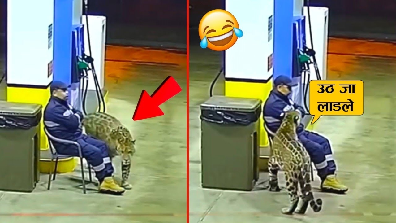 जैसे ही तेंदुए को अपने सामने देखा तो भाई के तोते उड़ गए 🤣😂ll Animal funniest moment recorded on cam.