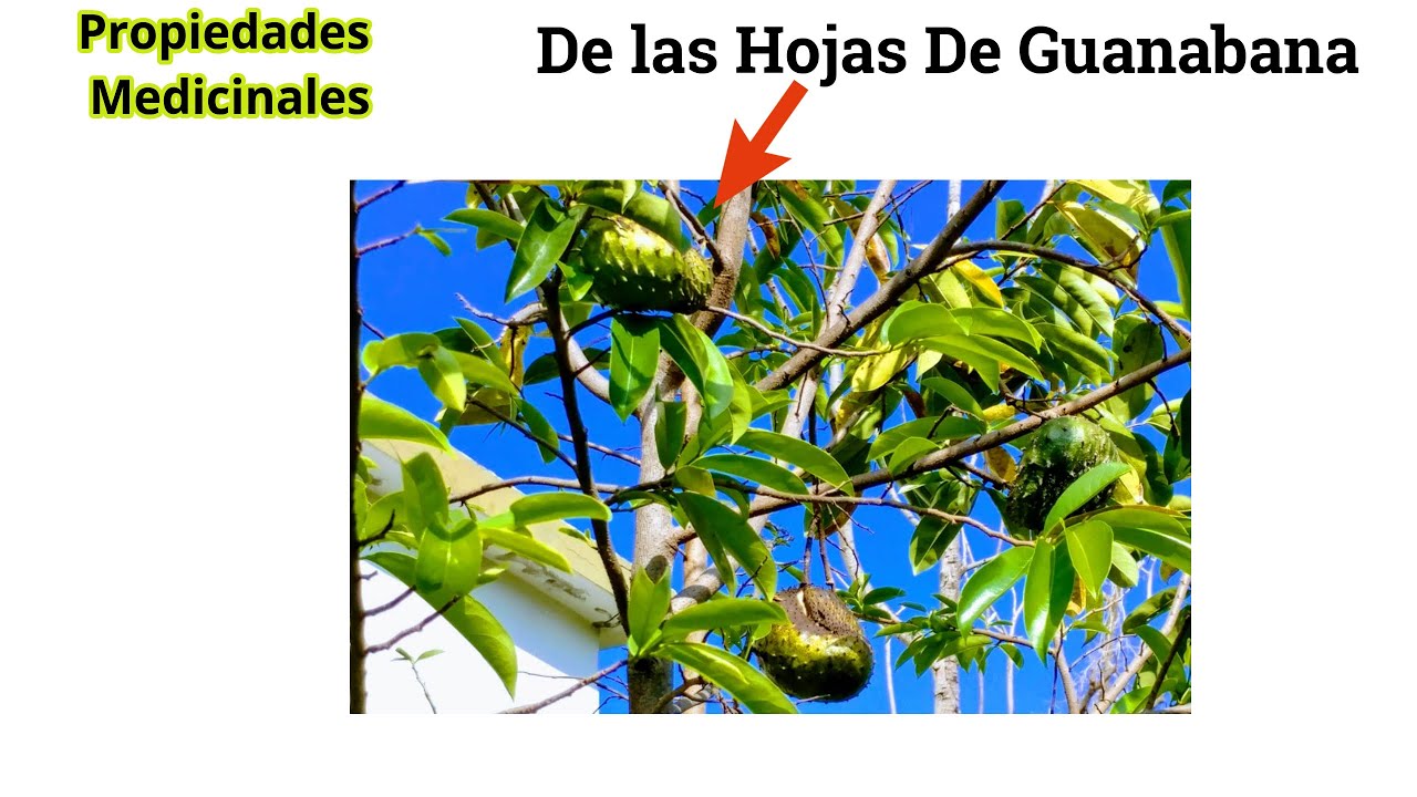 Té de Hojas de Guanabana ! Propiedades Medicinales YouTube