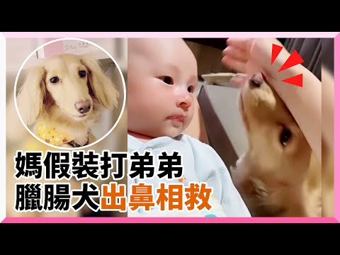 媽拍腿假裝打弟弟 義氣臘腸犬秒出鼻相救罩娃｜寵物動物｜臘腸狗｜護主