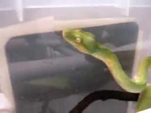 Green Tree Python New Cage