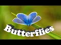 Butterflies of Bernwood July 2020 shot with GH4 and Leica 100-400 lens FHD