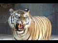 Awesome tiger roar roma bioparco tigre big cat sound