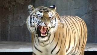 Úžasný tygří řev roma bioparco tigre zvuk velké kočky