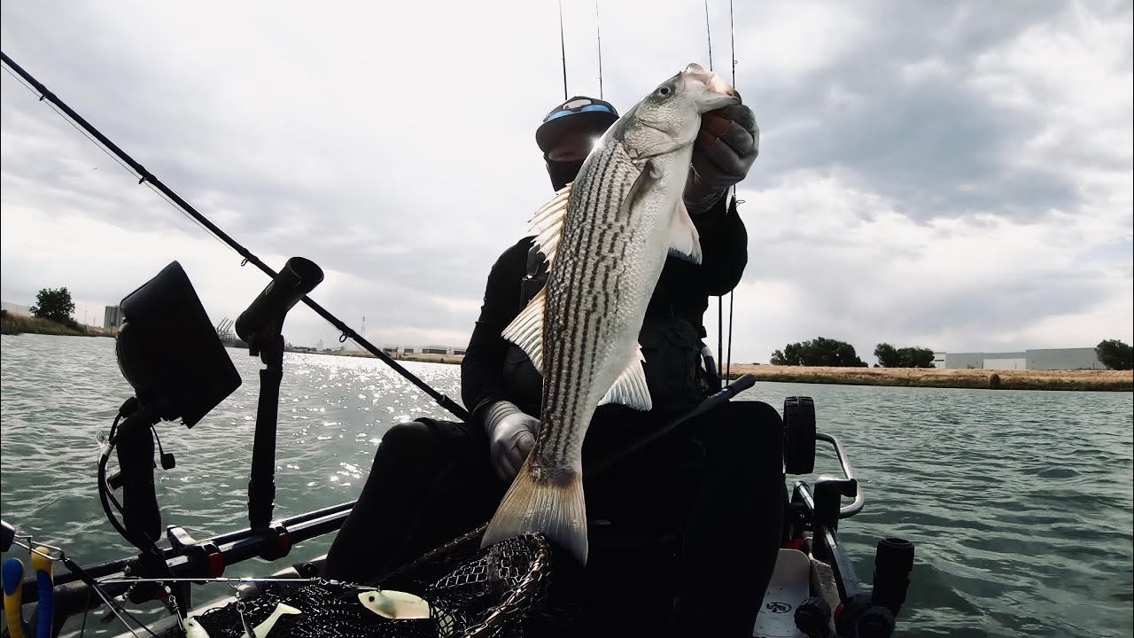 #1 Bass Factory Produces Again! Port of West Sacramento Fishing