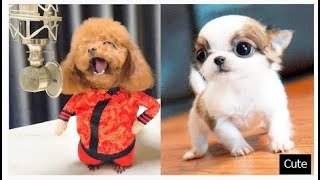 Btclod Com You Will Laugh At All The Dogs Funny Dog Videos 1080P