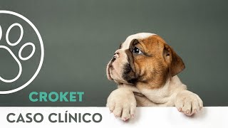 Caso clínico: Croket by CRAR Centre de Rehabilitació Animal de Referència 126 views 1 year ago 1 minute, 37 seconds