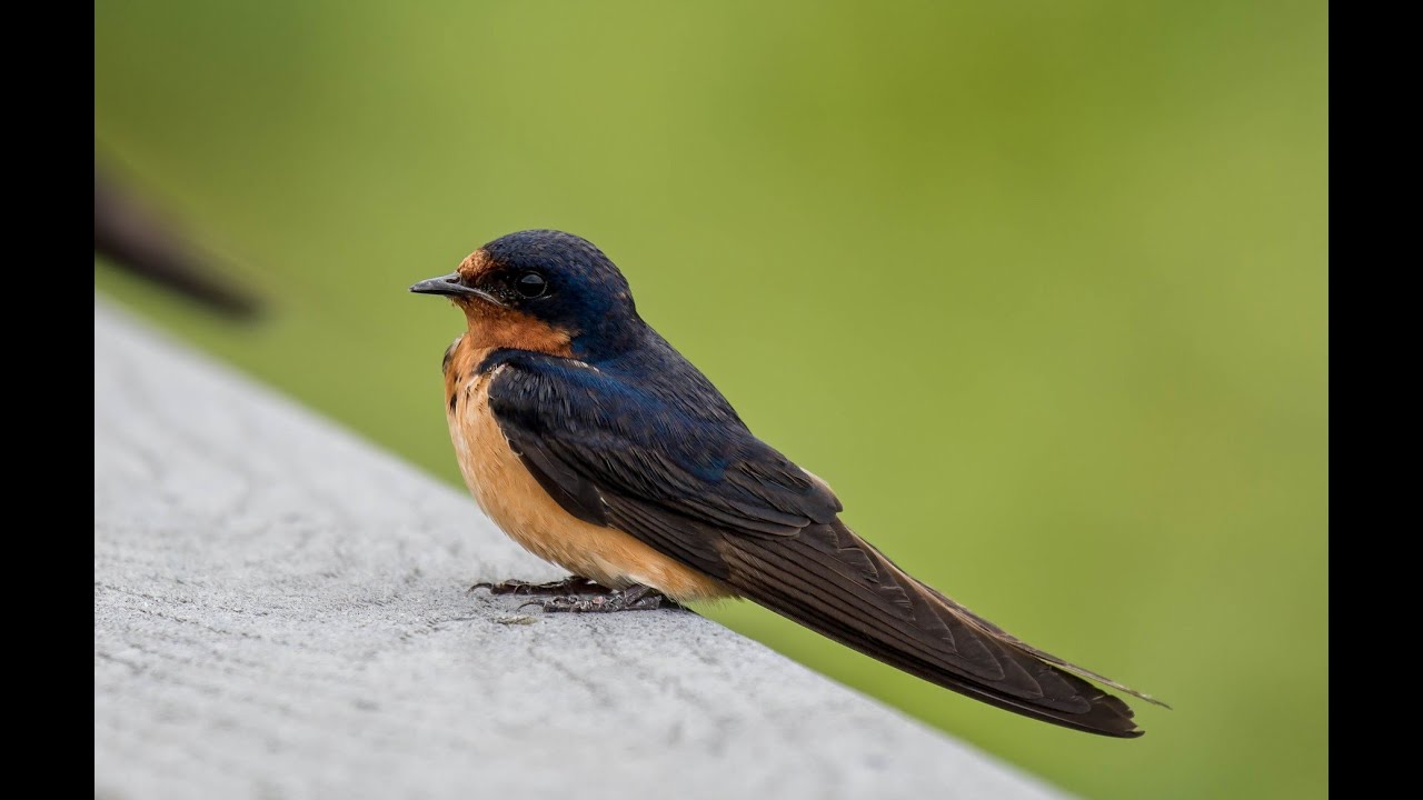 Learn to Identify Barn Swallow Calls