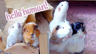 Guinea Pigs Wheek SO Much