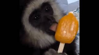 Elmono De Talsan Comiendo Pale