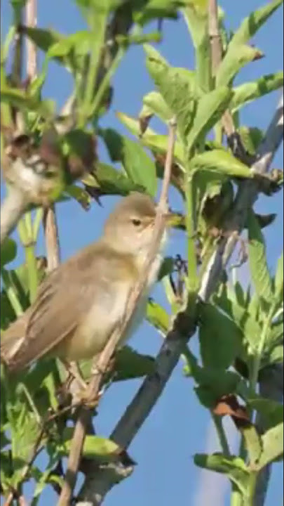 Marsh Warbler #birds #burungkicaudialamliar #birdsounds #terapiburungmacet #masteranjernih