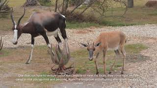 Bontebok National Park, where you can walk amongst big and very small creatures without fear.